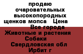 продаю очаровательных высокопородных щенков мопса › Цена ­ 20 000 - Все города Животные и растения » Собаки   . Свердловская обл.,Ирбит г.